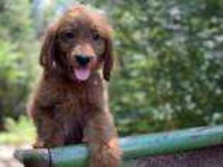 Goldendoodle Puppy for sale in Shawnee, OK, USA