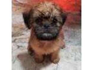 Brussels Griffon Puppy for sale in Badger, IA, USA