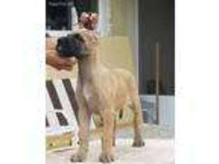 Great Dane Puppy for sale in Seminole, FL, USA