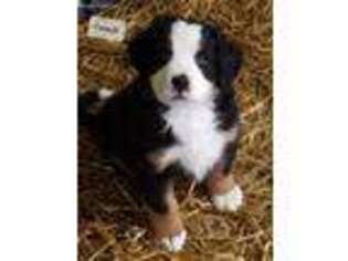 Bernese Mountain Dog Puppy for sale in Fulton, MO, USA