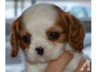 Cavalier King Charles Spaniel Puppy for sale in CRESCENT, OK, USA