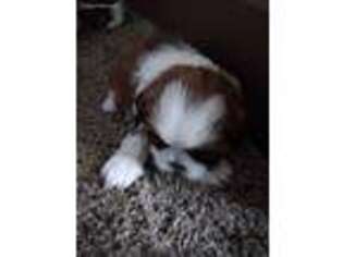 Mutt Puppy for sale in Merrillville, IN, USA