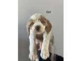 Goldendoodle Puppy for sale in Salisbury, NC, USA