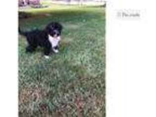 Portuguese Water Dog Puppy for sale in Canton, OH, USA