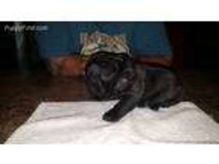French Bulldog Puppy for sale in Ellabell, GA, USA