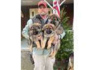 German Shepherd Dog Puppy for sale in Sneedville, TN, USA