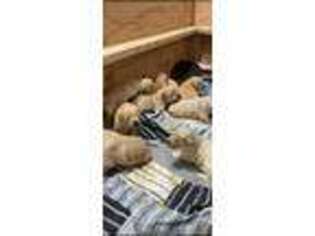 Golden Retriever Puppy for sale in Rio Rancho, NM, USA