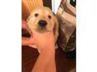 Golden Retriever Puppy for sale in Universal City, TX, USA
