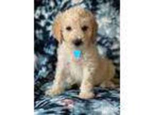 Goldendoodle Puppy for sale in Rogers, AR, USA