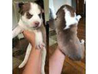 Siberian Husky Puppy for sale in Raton, NM, USA