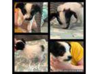 Papillon Puppy for sale in Monahans, TX, USA