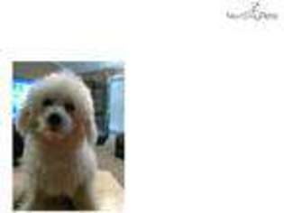 Bichon Frise Puppy for sale in Columbia, SC, USA