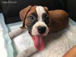 Boxer Puppy for sale in Saint Cloud, FL, USA