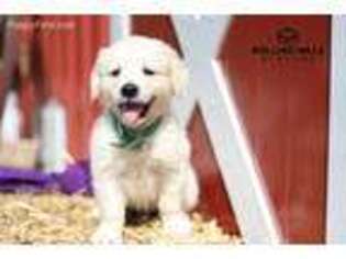 Mutt Puppy for sale in Orange City, IA, USA