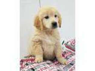 Golden Retriever Puppy for sale in Spencer, WI, USA