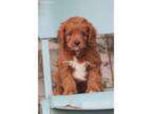 Cavapoo Puppy for sale in Elnora, IN, USA