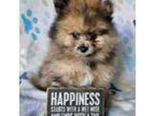 Pomeranian Puppy for sale in Tinley Park, IL, USA