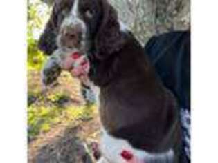 English Springer Spaniel Puppy for sale in Canfield, OH, USA