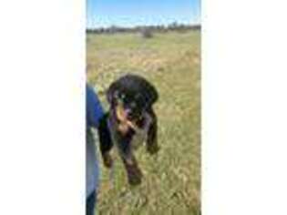 Rottweiler Puppy for sale in Murfreesboro, TN, USA