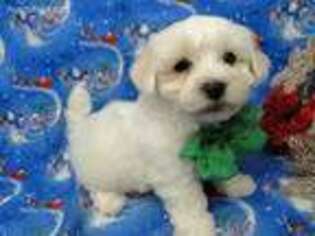 Coton de Tulear Puppy for sale in Hulbert, OK, USA