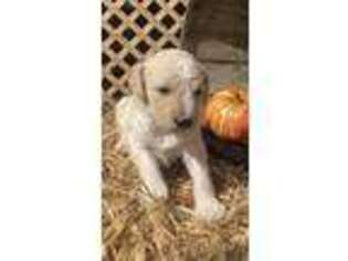 Labradoodle Puppy for sale in Webbville, KY, USA