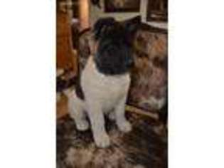 Akita Puppy for sale in Fort Morgan, CO, USA