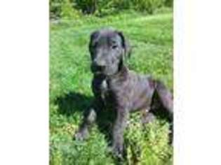 Great Dane Puppy for sale in Beaver Dams, NY, USA