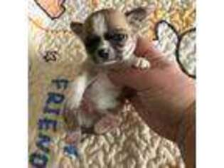 Chihuahua Puppy for sale in Fargo, ND, USA