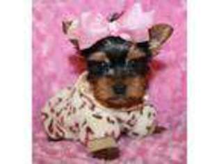 Yorkshire Terrier Puppy for sale in Valliant, OK, USA