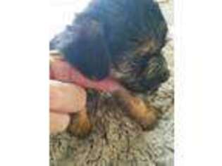 Yorkshire Terrier Puppy for sale in Oakwood, IL, USA