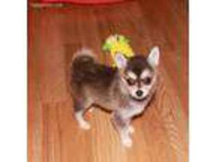 Alaskan Klee Kai Puppy for sale in Foster, OR, USA