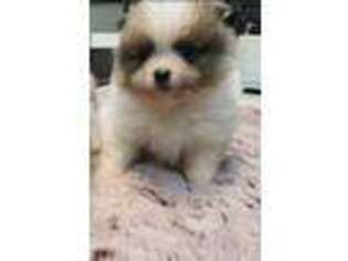 Pomeranian Puppy for sale in Odessa, TX, USA