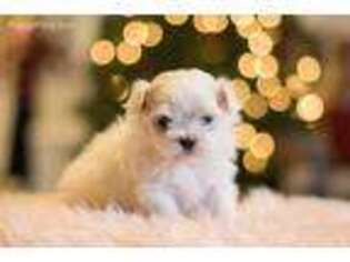 Maltese Puppy for sale in Salem, MO, USA