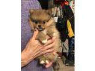 Pomeranian Puppy for sale in Gatesville, TX, USA