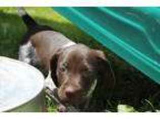 German Shorthaired Pointer Puppy for sale in Epping, ND, USA