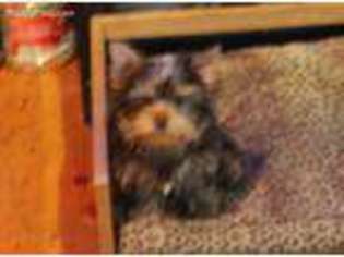 Yorkshire Terrier Puppy for sale in Duncan Falls, OH, USA