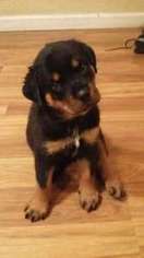 Rottweiler Puppy for sale in Glassport, PA, USA
