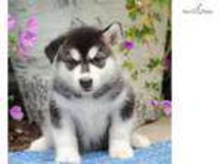 Alaskan Malamute Puppy for sale in Lancaster, PA, USA