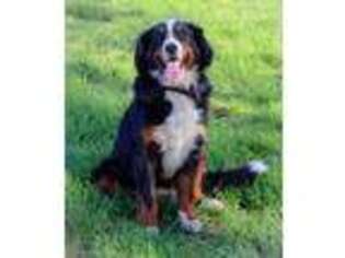 Bernese Mountain Dog Puppy for sale in Bremen, IN, USA