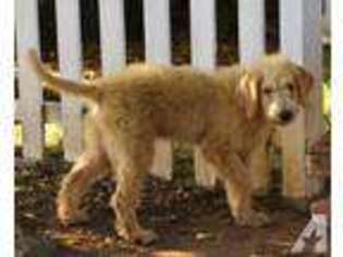 Labradoodle Puppy for sale in RIO LINDA, CA, USA