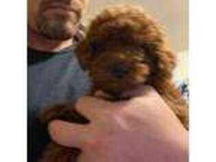 Mutt Puppy for sale in Garden City, MI, USA