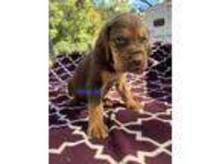 Bloodhound Puppy for sale in Iron Station, NC, USA