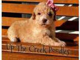 Mutt Puppy for sale in Purdy, MO, USA