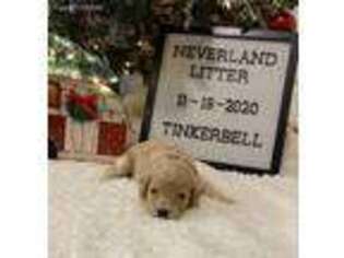 Cavapoo Puppy for sale in Lenoir City, TN, USA