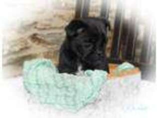 Pug Puppy for sale in Quarryville, PA, USA