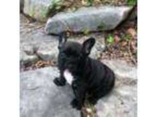 French Bulldog Puppy for sale in Georgetown, TX, USA