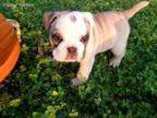 Bulldog Puppy for sale in Deale, MD, USA