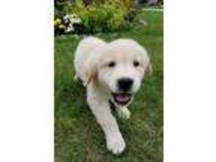 Golden Retriever Puppy for sale in Jenison, MI, USA