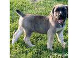 Boerboel Puppy for sale in Salem, IL, USA