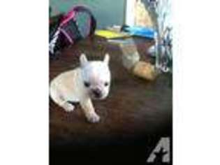 French Bulldog Puppy for sale in FLY CREEK, NY, USA